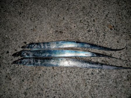 夏のタチウオ狙い